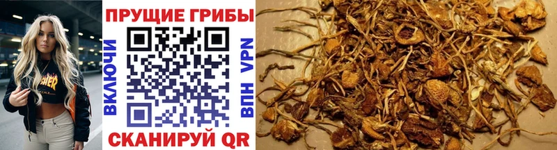 Псилоцибиновые грибы мицелий Нижняя Салда